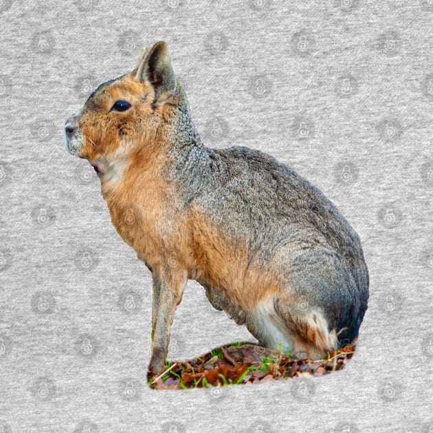 Mara or Patagonian Hare by dalyndigaital2@gmail.com